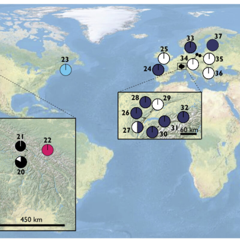 Biogeography, cryptic species and amoebae