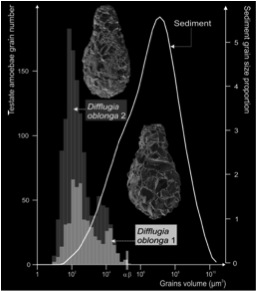 Histograms of the particles size which constitute the shell of 2 individuals (Difflugia oblonga), compared to the grain-size curve of the sediment (in which these amoebae lived).