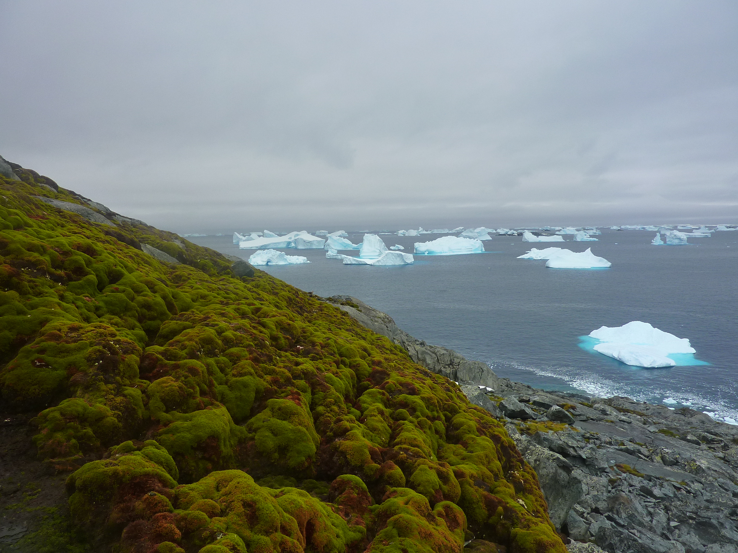 The moss banks on Green Island on the Antarctic Peninsula provide a vivid green splash amidst the surrounding ice caps, glaciers and icebergs (Photo: Matt Amesbury)