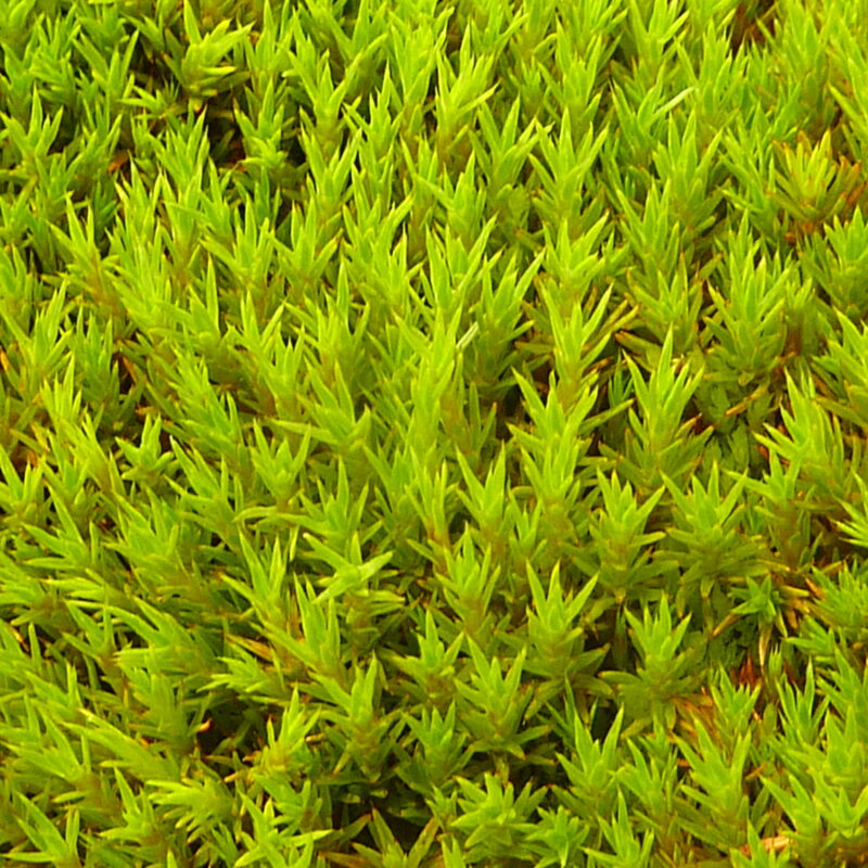 Testate amoebae from the end of the earth!