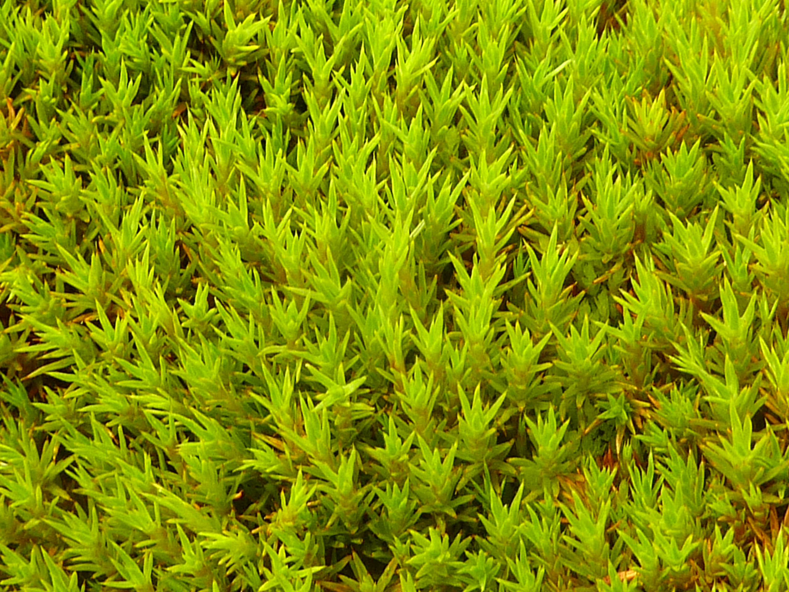 Close up of Polytrichum strictum moss growing on Green Island (Photo: Matt Amesbury)