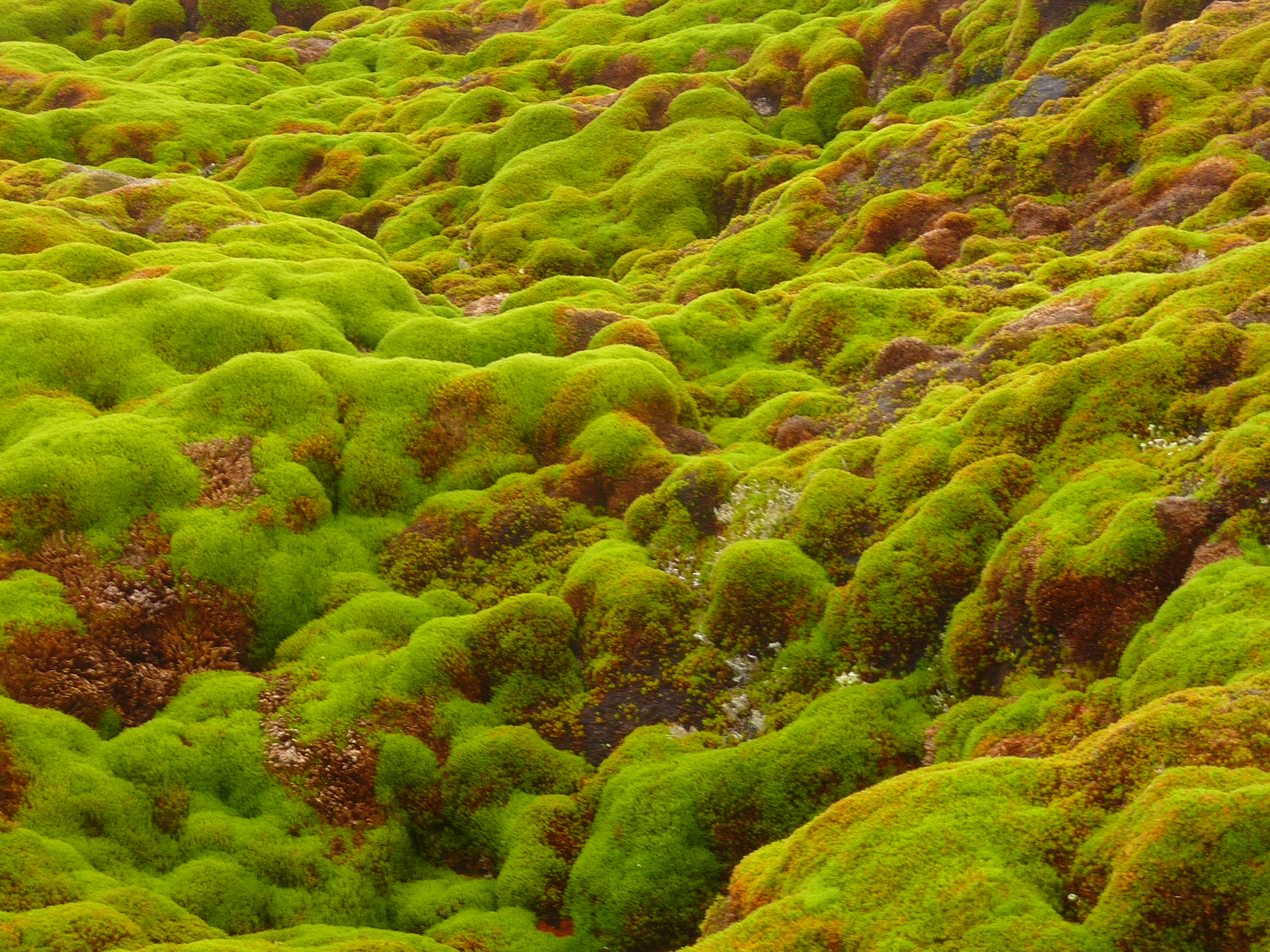 The rugged surface topography of a moss bank on Green Island (Photo: Matt Amesbury)
