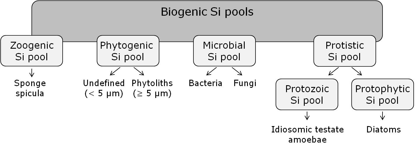 Fig. 1: Biogenic silicon (Si) pools in terrestrial ecosystems (from Puppe et al. 2015).