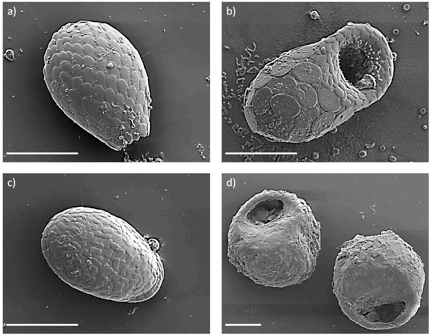 Fig. 2: Scanning electron microscope (SEM) micrographs of various idiosomic (a - c) and xenosomic (d) testate amoebae: a) Euglypha rotunda-like amoeba, b) Puytoracia bonneti (first record for Germany), c) Corythion dubium and d) two individuals of Centropyxis sphagnicola. Scale bars in all micrographs = 20 µm. Source: Puppe et al. 2014.
