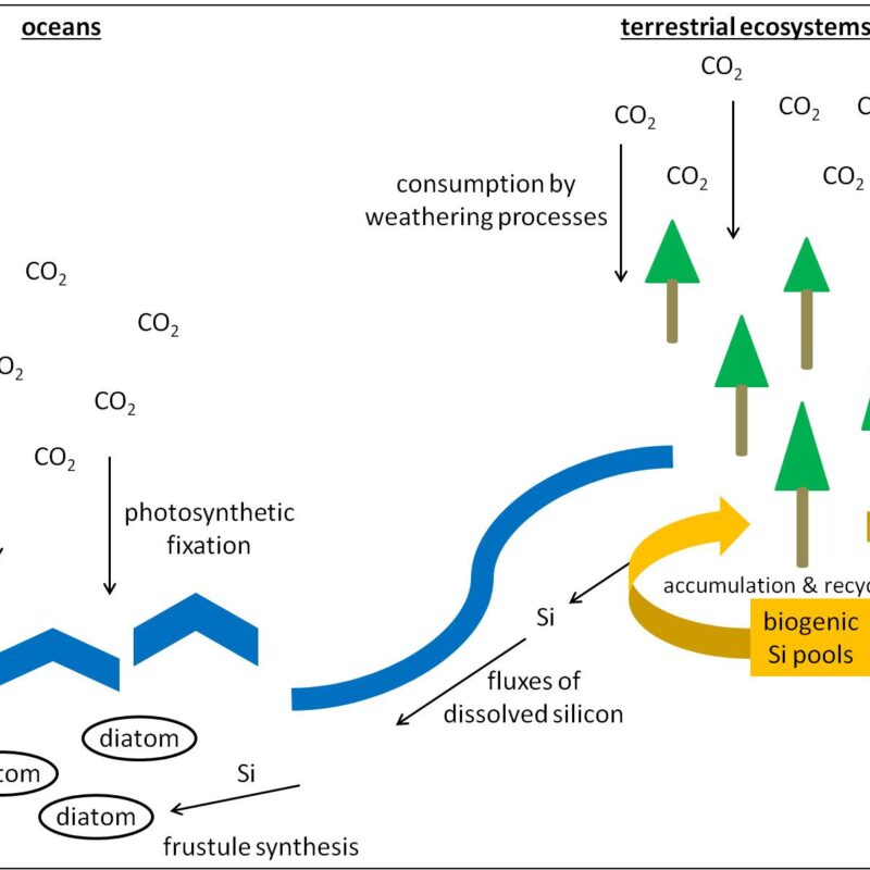 Testate amoebae and their influence on (global) silicon cycling