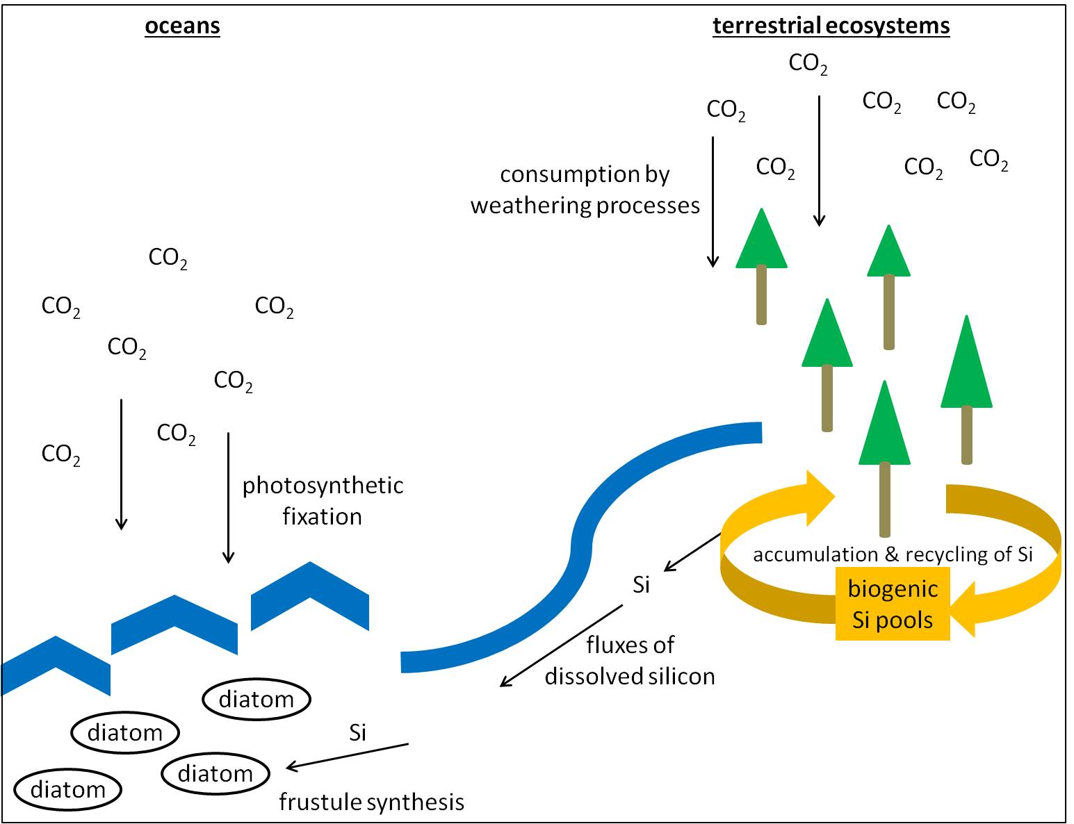 Fig. 3: Connections of global silicon (Si) and carbon (C) cycles and the influence of biogenic silicon pools (see descriptions in the text).