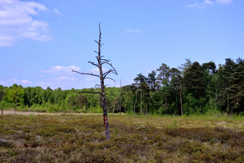 Fig. 1. Linje mire in the spring 2013.