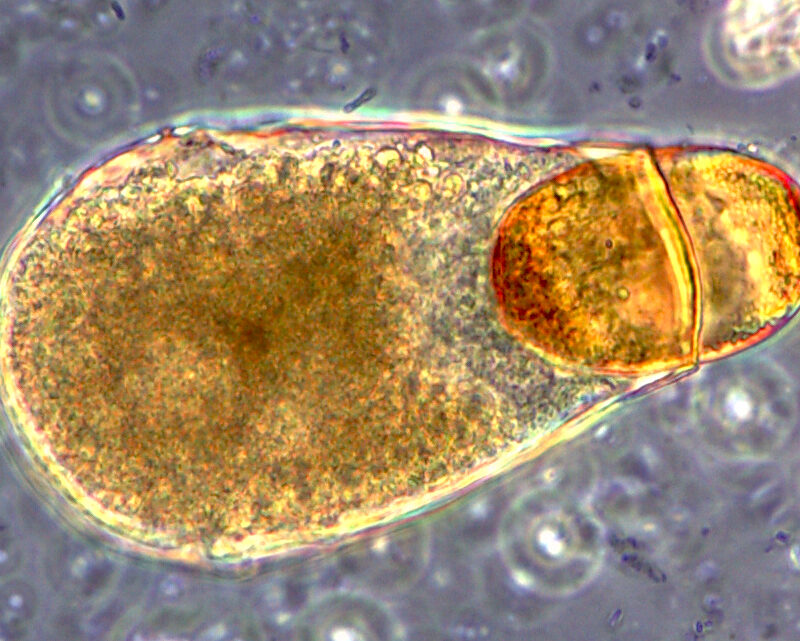 Fashionable testate amoebae!