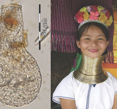 What’s in a name? Something (completely different) to be said about taxonomic nomenclature