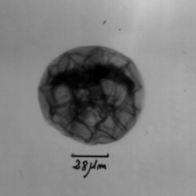 Why living in the tropics is Awesome?