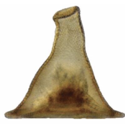 Arcella gandalfi