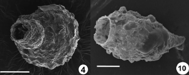 Recent research on testate amoebae in the tropics and other under-studied regions – an almost untapped research Eldorado indeed!