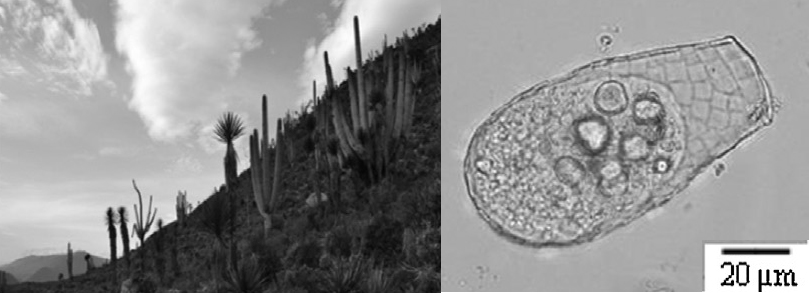 Quadrulella_texcalense_and_habitat