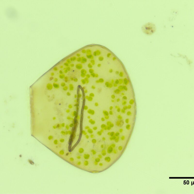 The Beast of Cors Fochno