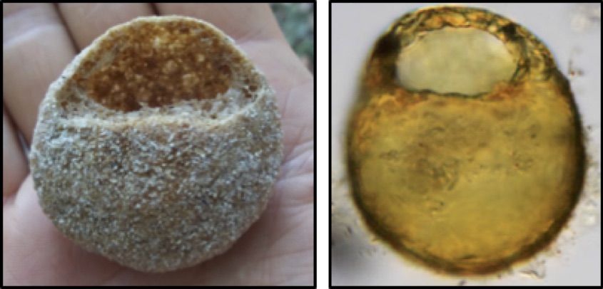 Centropyxis rye-crackeris