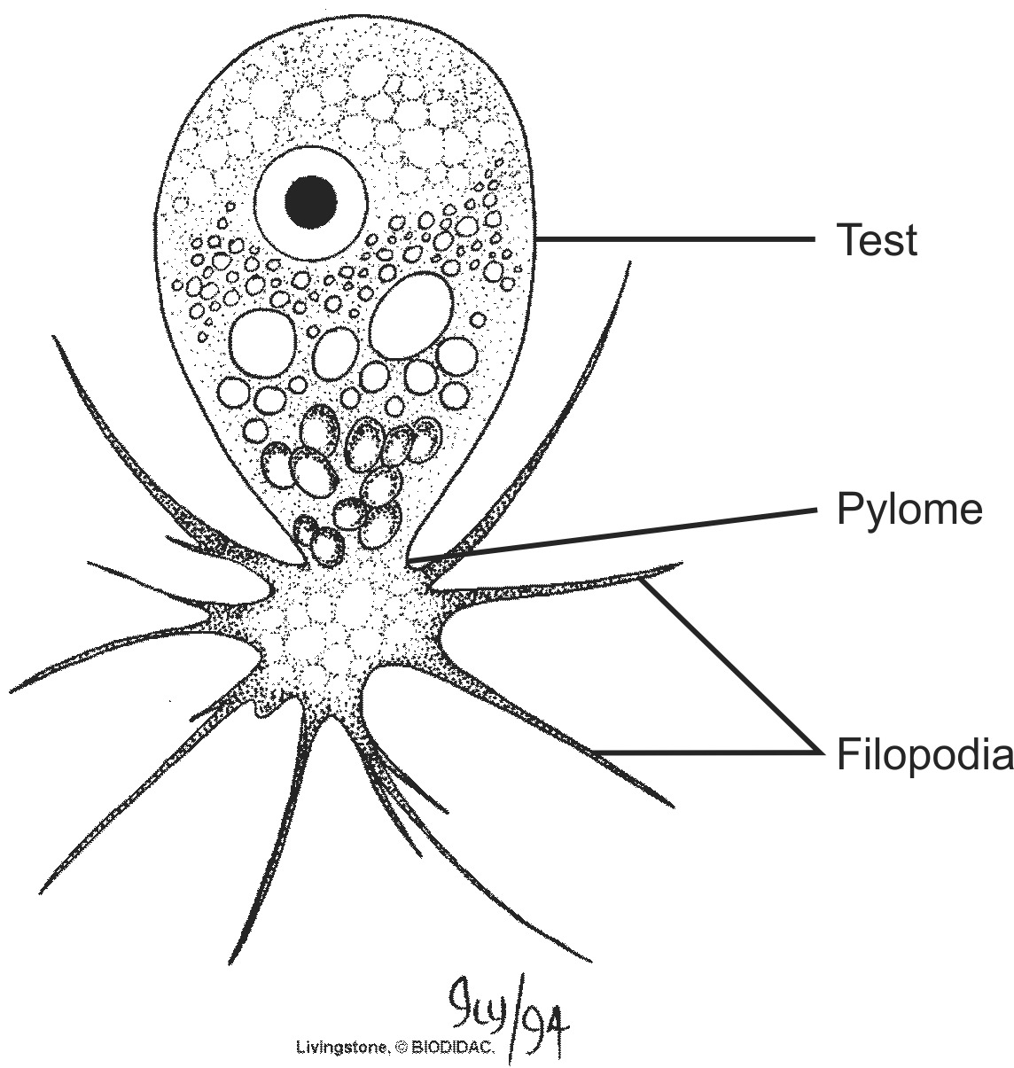 0b15b687d12e6ffdbc3f42c7ba01fd3f